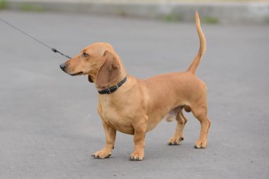 Dachshund köpeği tasmalı ve tasmalı yolda duruyor ve uzaklığa bakıyor.