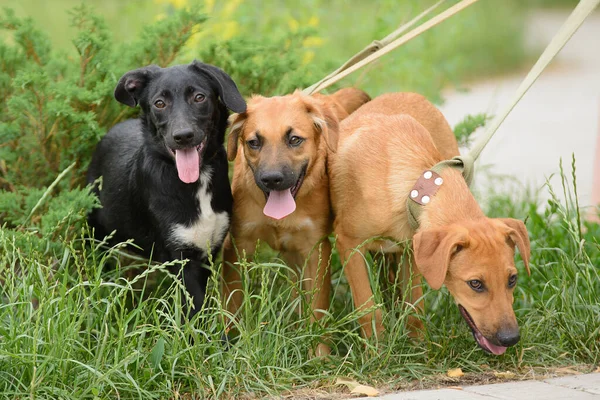 Tres Cachorros Mestizos Con Una Correa Hierba Para Dar Paseo —  Fotos de Stock