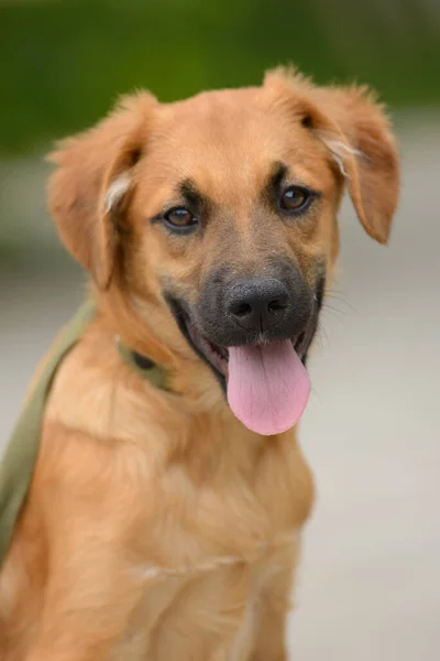 Vermelho Cão Cão Cão Cachorro Retrato — Fotografia de Stock