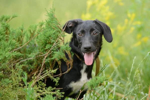 Black Mongrel Dog Puppy Sitting Ephedra Bush — Stock Photo, Image