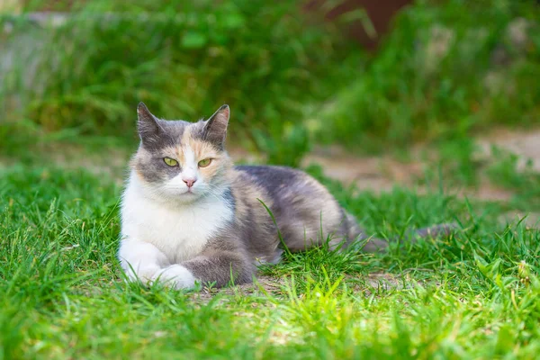 Schöne Tricolor Katze Liegt Frischen Grünen Gras Und Ruht — Stockfoto