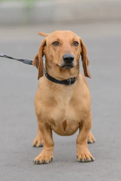 Dachshund Laisse Dans Collier Tient Sur Route Pleine Face — Photo