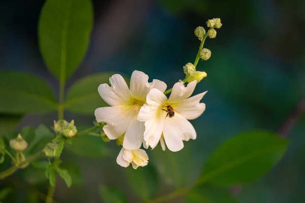 Weiße Schöne Blume Von Hummel Bestäubt — Stockfoto