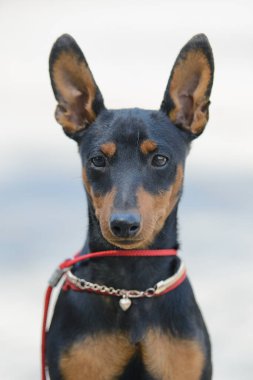 Minyatür pinscher dik kulaklı, tasmalı, tılsımlı ve kolyeli bir kalp ve portre ile oturur.