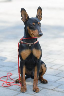 Minyatür pinscher dik kulaklı, tasmalı, tılsımlı ve kalbi olan bir kolyeyle oturur fayansta, portrede.