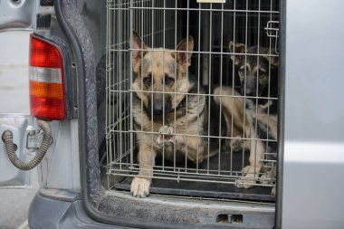 Arabadaki köpek taşımacılığı, Alman çoban köpeği kafeste bir köpek yavrusuyla oturuyor.