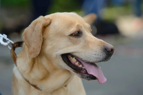 Retrato Labrador Uma Trela — Fotografia de Stock