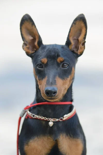 Pinscher Miniatura Senta Com Orelhas Eretas Com Colar Amuleto Pingente — Fotografia de Stock