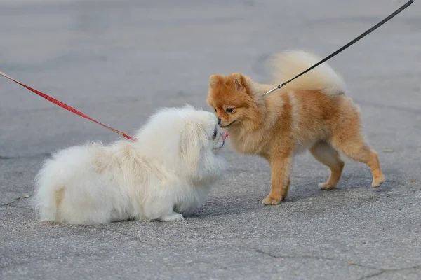 Acquaintance Two Dogs Leashes Spitz Pekingese — Stock Photo, Image
