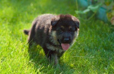 Alman çoban köpek çim