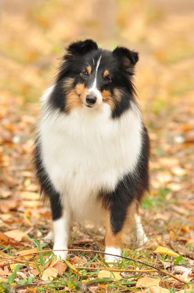 Cane e autunno — Foto Stock