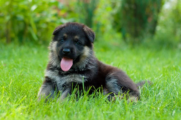 德国牧羊犬小狗在草地上 — 图库照片