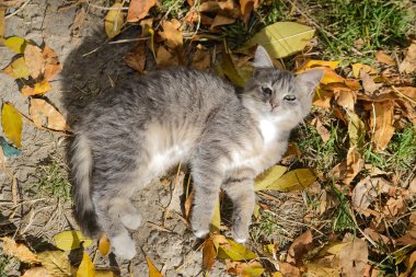Güzel kedicik yalan