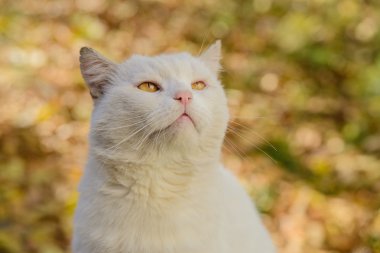 Beyaz kedi--dan a sığınak