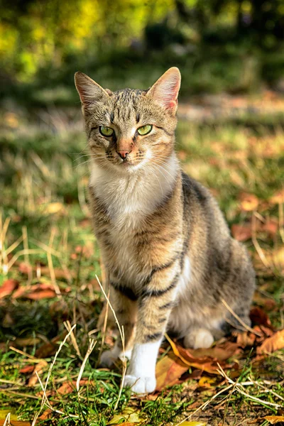 Katze aus einem Tierheim in Donezk — Stockfoto