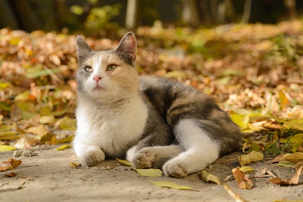 Tricolor Katze aus einem Tierheim — Stockfoto