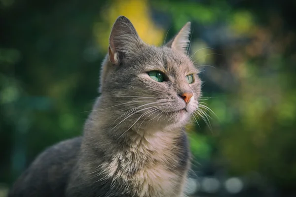 Portrait of a beautiful cat — Stock Photo, Image