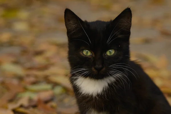 Zwart-wit kitten met groene ogen — Stockfoto