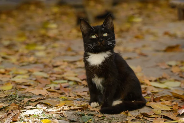 緑の目で黒と白の子猫 — ストック写真