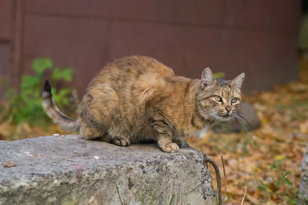 Ungewöhnliche rote Katze aus — Stockfoto