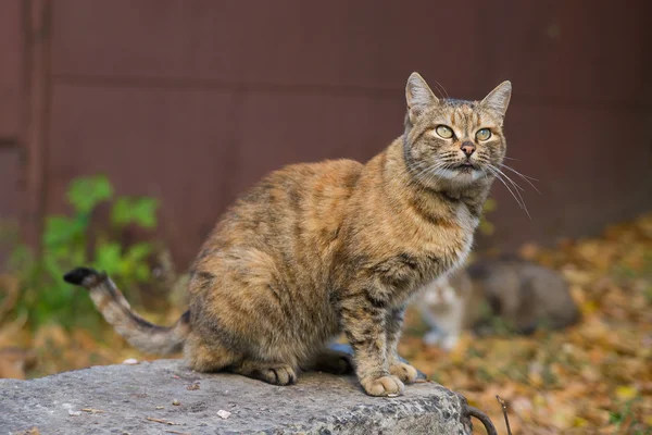 특이 한 빨간 고양이 — 스톡 사진