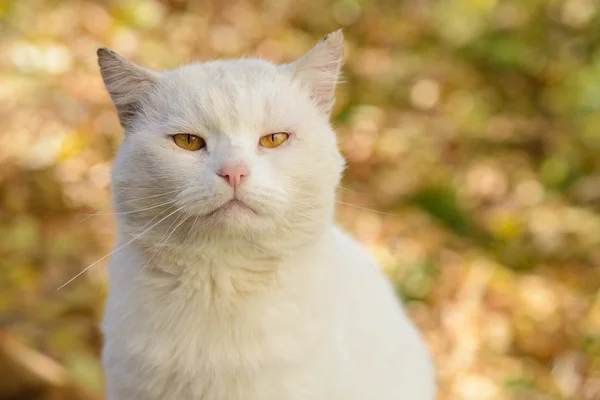 Chat blanc d'un abri — Photo