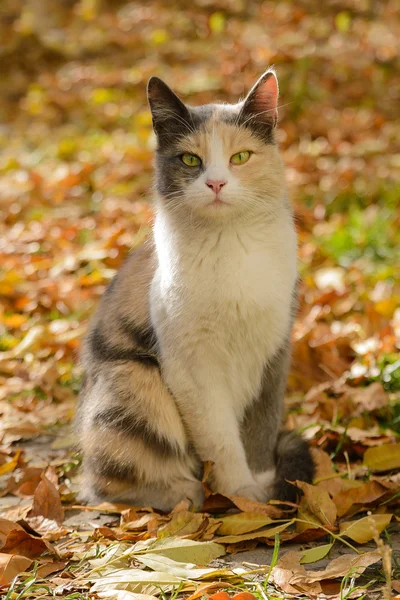 Gato tricolor de um abrigo Fotografias De Stock Royalty-Free