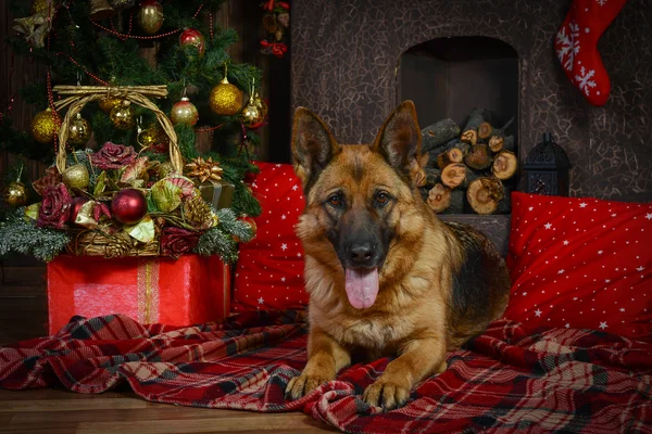 German shepherd dog for Christmas — Stock Photo, Image