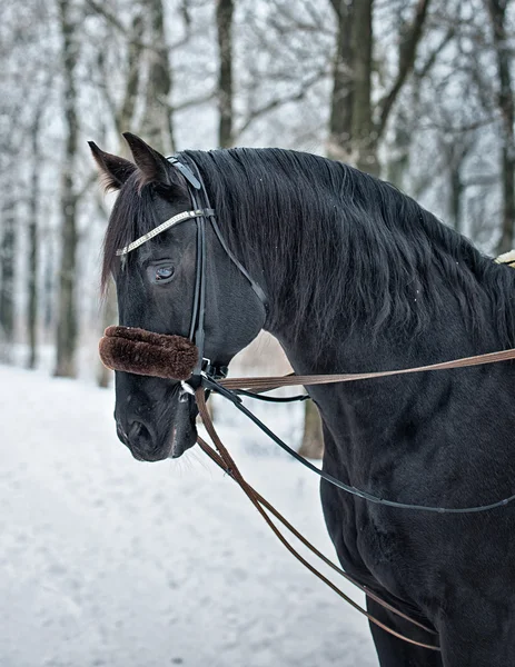 Winter Portrait Of a Horse — Stock Photo, Image
