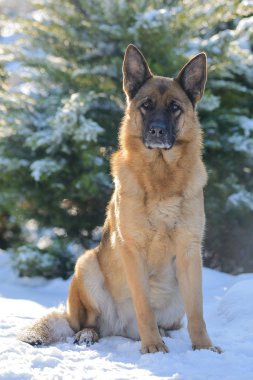 Alman çoban köpeği güneşin ışınlarında karda oturuyor.