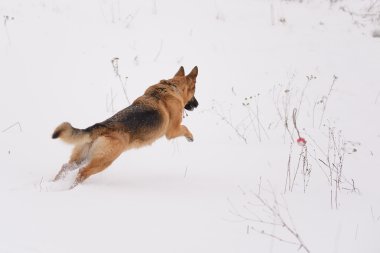 Alman çoban köpek oyuncak için çalışır
