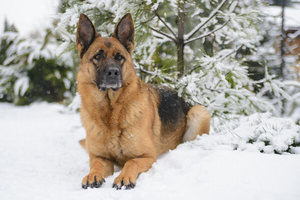 German shepherd lying on the snow