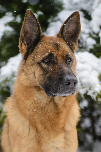 Portrait of a German shepherd in winter — Stock Photo, Image