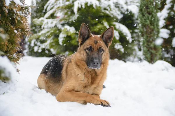 Duitse herder liggend op de sneeuw — Stockfoto