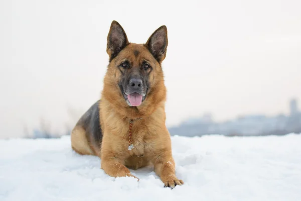 雪の中で横になっているジャーマン ・ シェパード犬 — ストック写真