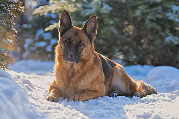 German shepherd lying on the snow in the winter sun