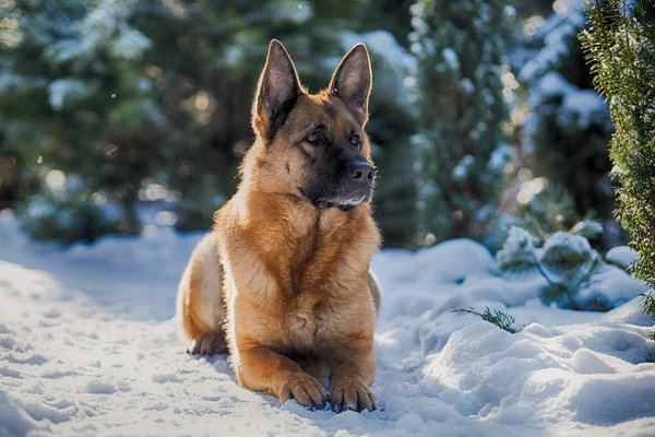 German shepherd lying on the snow in the winter sun — Stock Photo, Image