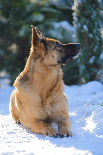 German shepherd lying on the snow in the winter sun — Stock Photo, Image