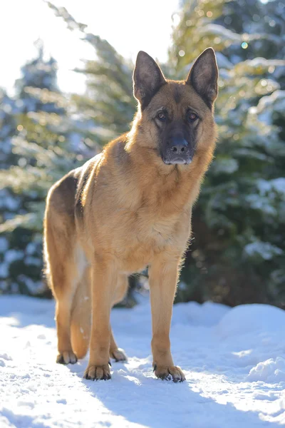 Retrato de un perro pastor alemán en invierno — Foto de Stock