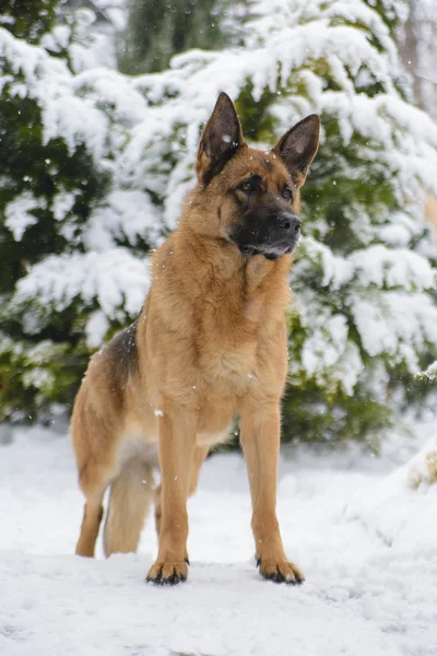 Portrét psa německého ovčáka stojí v zimě — Stock fotografie