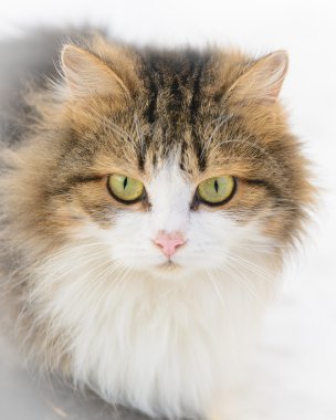Kardaki kedi