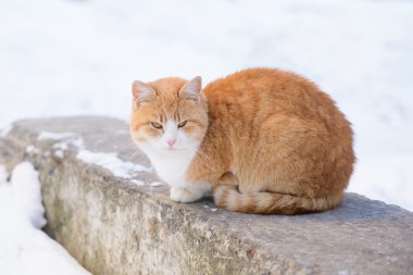 Ginger Cat bir kayaya oturan