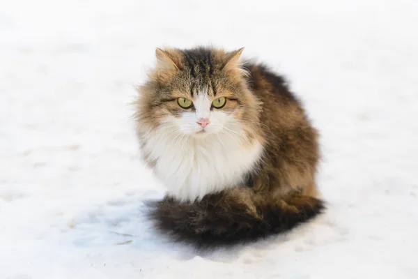 Kočka na sněhu — Stock fotografie
