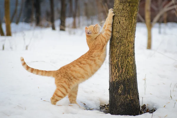 Ginger cat estica — Fotografia de Stock