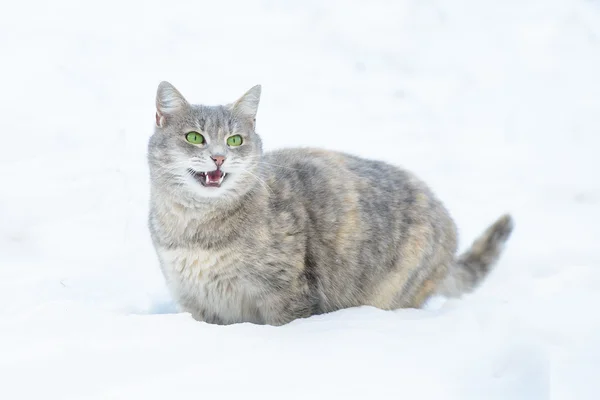 Kočka kráčí ve sněhu — Stock fotografie