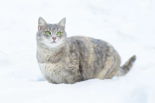 Kucing di salju — Stok Foto