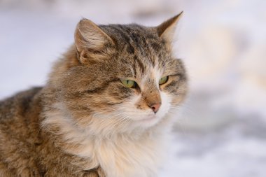 Tekir bir kedinin portresi