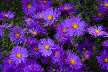 Güzel mor Aster bloom