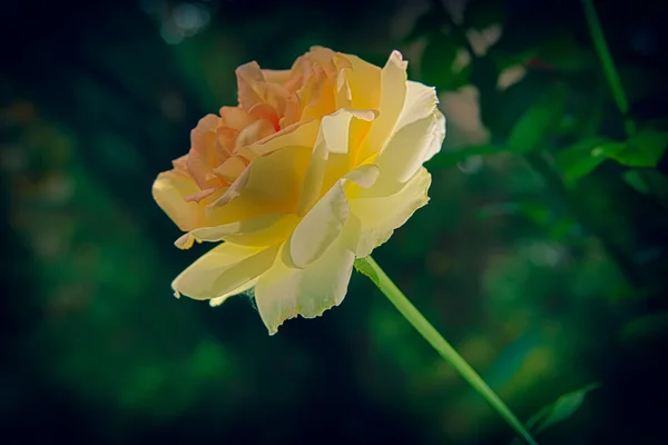 White rose in a garden — Stock Photo, Image