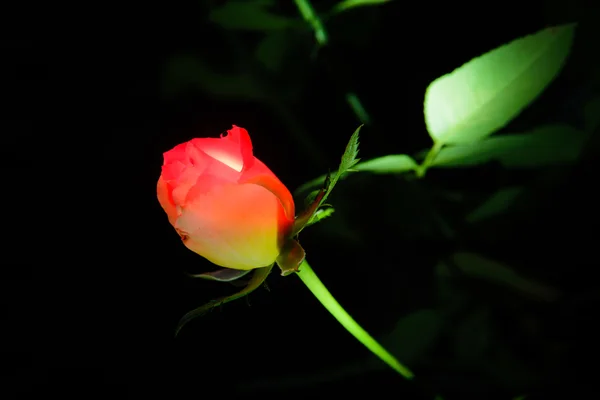 White Rose is not a full-blown rose on a black background — Stock Photo, Image